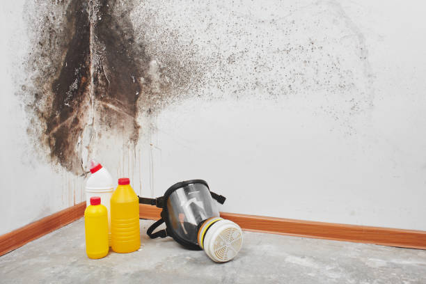 Office Mold Removal Services in Eastvale, CA