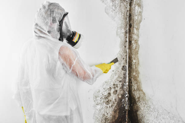 Mold Removal Process in Eastvale, CA