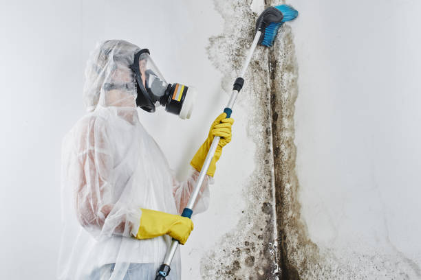 Mold Testing and Removal in Eastvale, CA