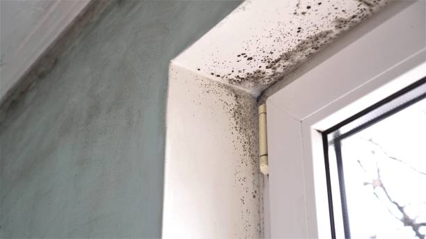 Mold Removal Process in Eastvale, CA