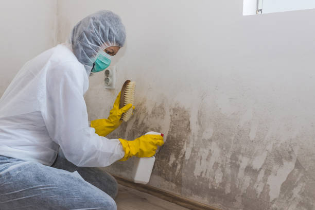 Best Local Mold Removal Service  in Eastvale, CA