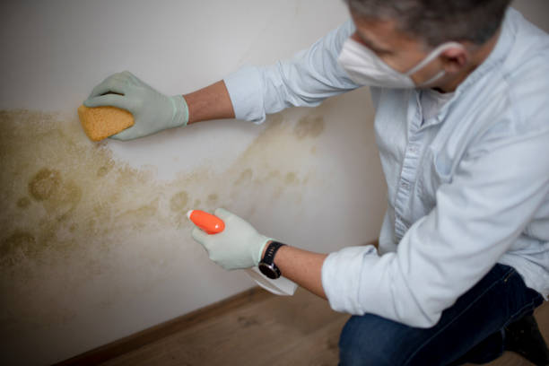 Home Mold Removal in Eastvale, CA