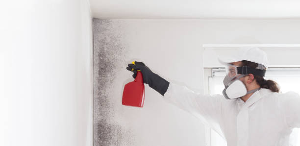 Attic Mold Removal in Eastvale, CA