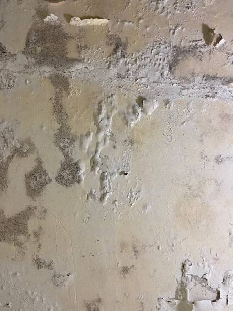 Best Mold Cleaning Services  in Eastvale, CA