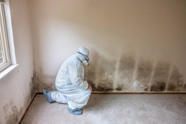 Best Attic Mold Removal  in Eastvale, CA