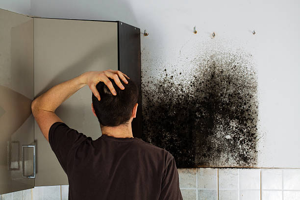 Best Residential Mold Removal  in Eastvale, CA