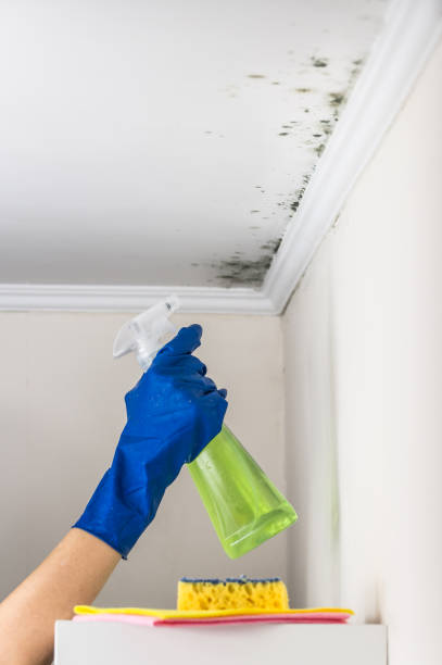 Best Toxic Mold Removal  in Eastvale, CA