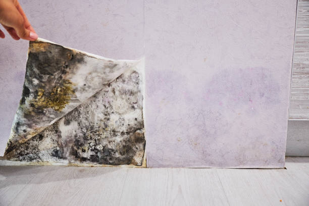 Best Same-Day Mold Removal  in Eastvale, CA